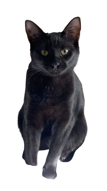 Chessie